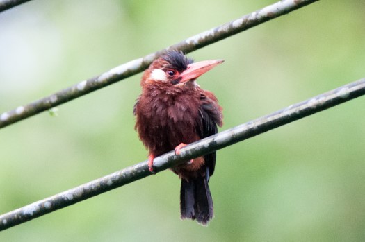 White-eared Jacamar near Laguna Paikawe